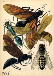 wasp pochoir by Seguy, early 1900s